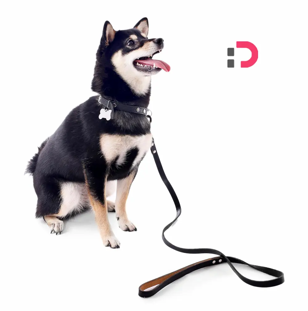 آیا سگ‌ها واقعاً می‌خندند یا فقط شاد هستند؟ | راز خنده سگ‌ها در پت‌شاپ آنلاین پتدونی 1404